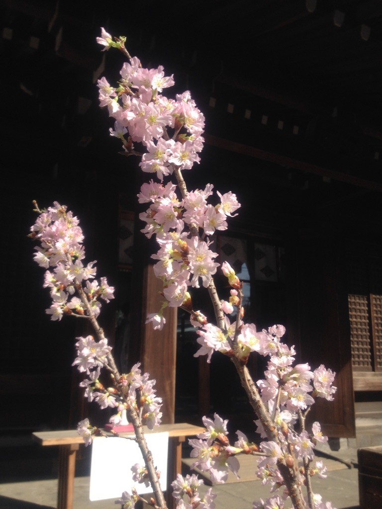 桜